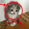 Стикер 55 🤩 кисы - картинки с котиками
