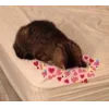 Стикер 44 🤩 кисы - картинки с котиками