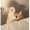 Стикер 46 🤩 кисы - картинки с котиками