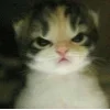 Стикер 4 🤩 кисы - картинки с котиками