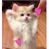 Стикер 52 🤩 кисы - картинки с котиками