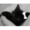 Стикер 24 🤩 кисы - картинки с котиками