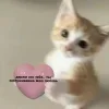 Стикер 57 🤩 кисы - картинки с котиками