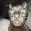 Стикер 31 🤩 кисы - картинки с котиками