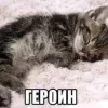 Стикер 34 🤩 кисы - картинки с котиками