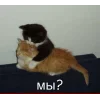 Стикер 26 🤩 кисы - картинки с котиками