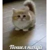 Стикер 8 🤩 кисы - картинки с котиками