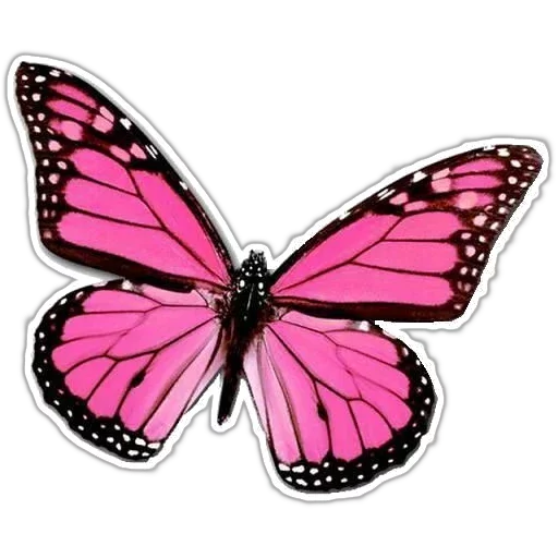 🎀 Стикер «butterflyes» для Telegram
