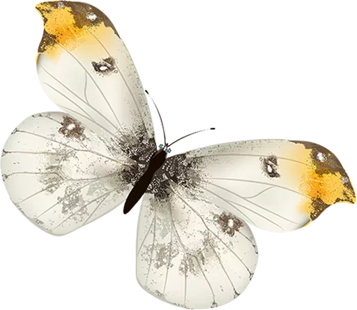 🎀 Стикер «butterflyes» для Telegram