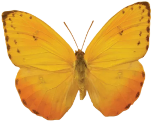 🎀 Стикер «butterflyes» для Telegram