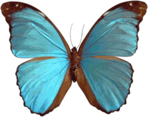🎀 Стикер «butterflyes» для Telegram