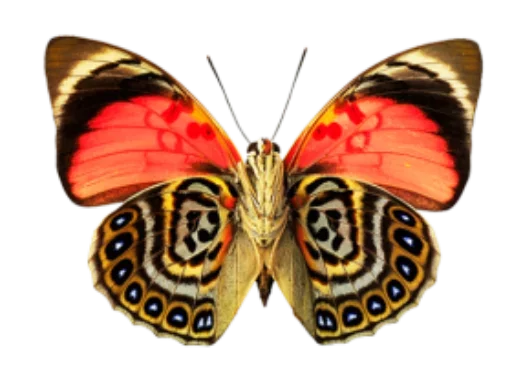 🎀 Стикер «butterflyes» для Telegram