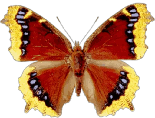 🎀 Стикер «butterflyes» для Telegram