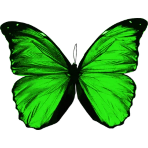 🎀 Стикер «butterflyes» для Telegram
