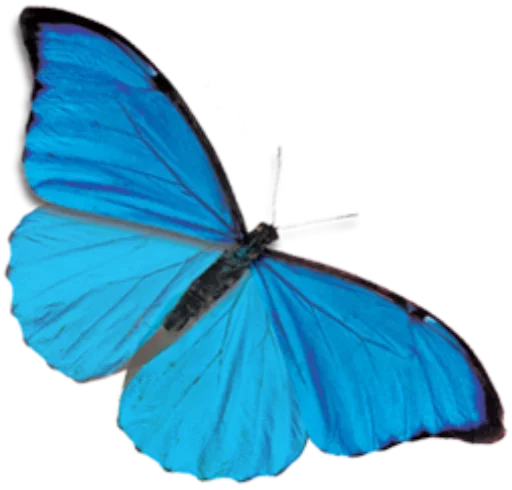 🎀 Стикер «butterflyes» для Telegram
