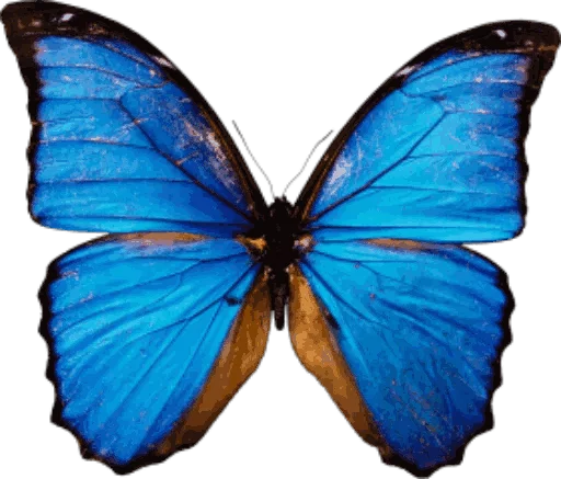 🎀 Стикер «butterflyes» для Telegram