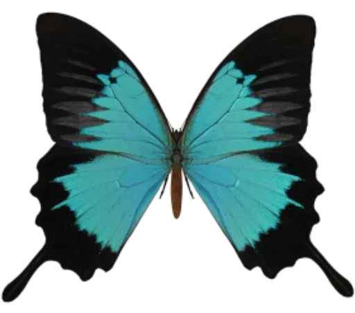 🎀 Стикер «butterflyes» для Telegram