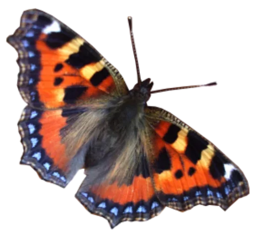 🎀 Стикер «butterflyes» для Telegram