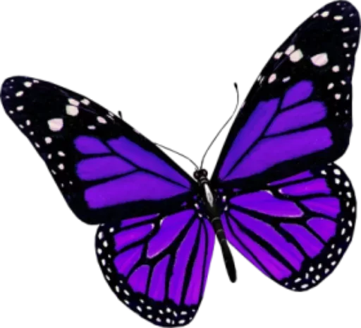 🎀 Стикер «butterflyes» для Telegram