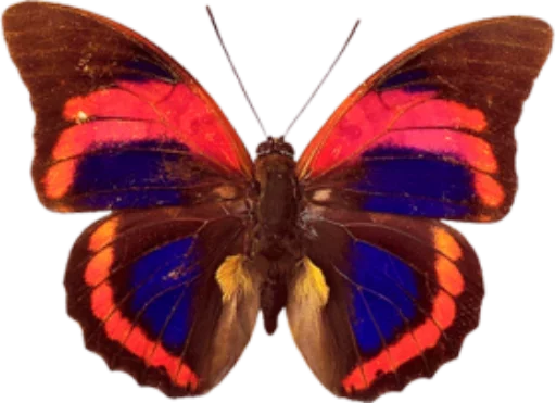 🎀 Стикер «butterflyes» для Telegram