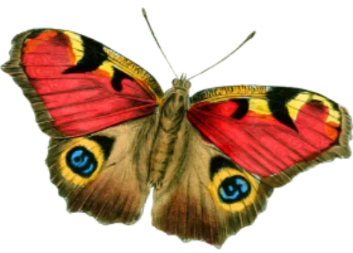 🎀 Стикер «butterflyes» для Telegram