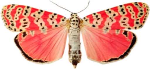 🎀 Стикер «butterflyes» для Telegram
