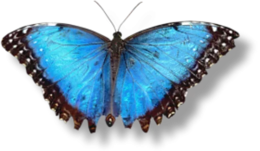 🎀 Стикер «butterflyes» для Telegram
