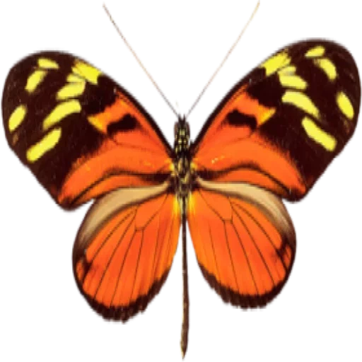 🎀 Стикер «butterflyes» для Telegram