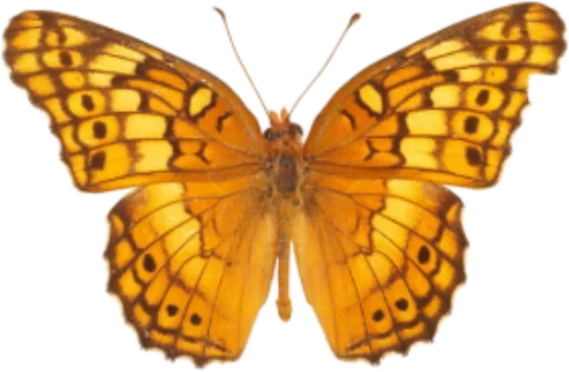 🎀 Стикер «butterflyes» для Telegram