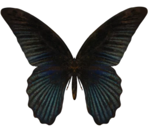🎀 Стикер «butterflyes» для Telegram