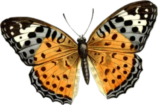 🎀 Стикер «butterflyes» для Telegram