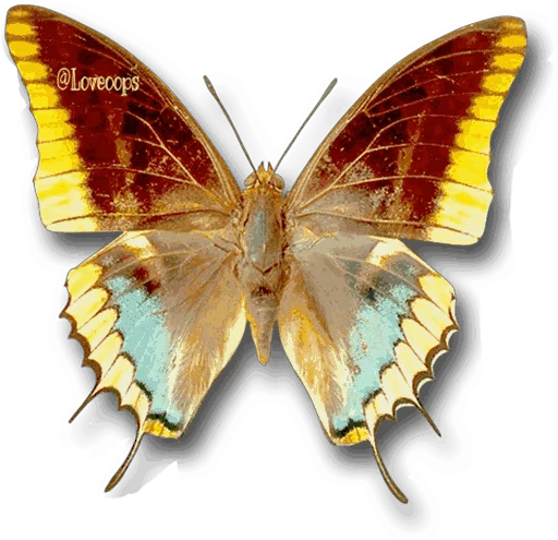 🎀 Стикер «butterflyes» для Telegram