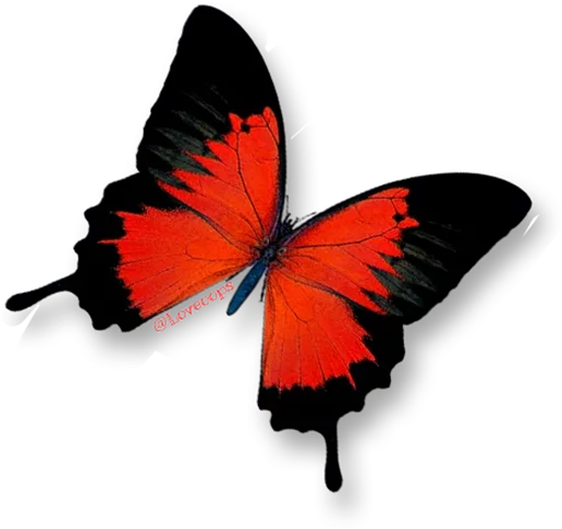 🎀 Стикер «butterflyes» для Telegram