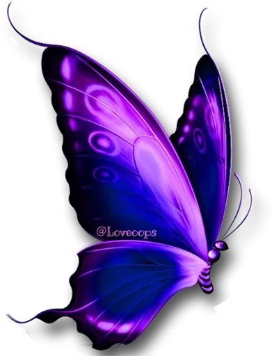 🎀 Стикер «butterflyes» для Telegram