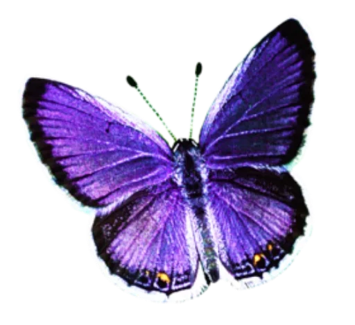 🎀 Стикер «butterflyes» для Telegram