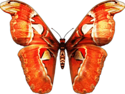 🎀 Стикер «butterflyes» для Telegram