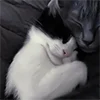 Стикер 31 Парные И Любовные