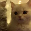 Стикер 28 Парные И Любовные