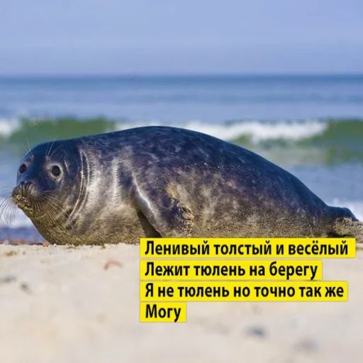 🦭 Стикер «Сексуальные ластоногие» для Telegram