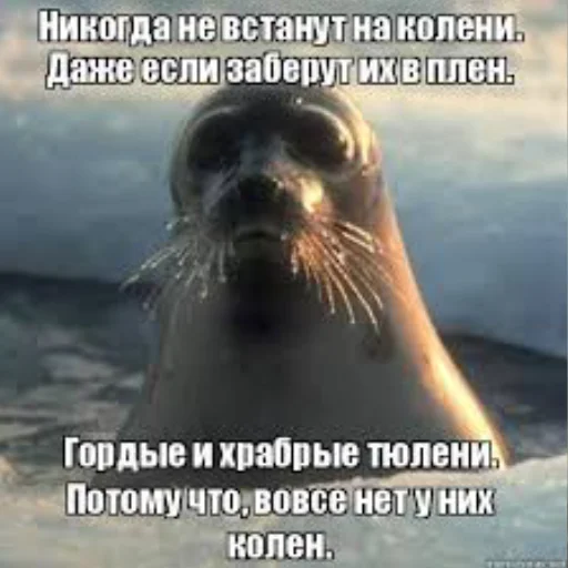 🦭 Стикер «Сексуальные ластоногие» для Telegram