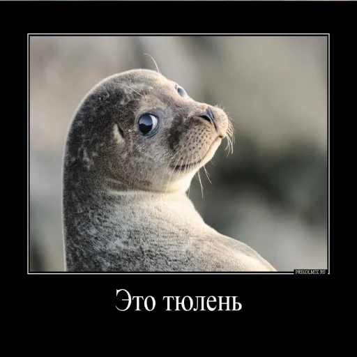 🦭 Стикер «Сексуальные ластоногие» для Telegram