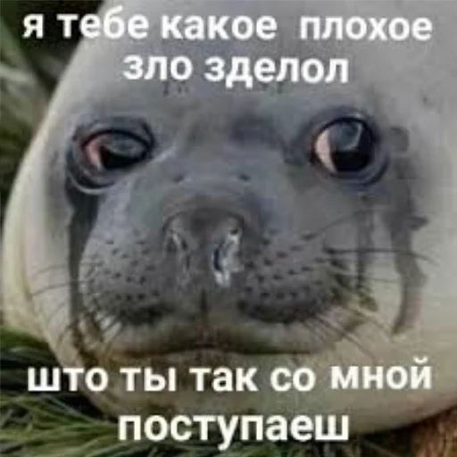 🦭 Стикер «Сексуальные ластоногие» для Telegram