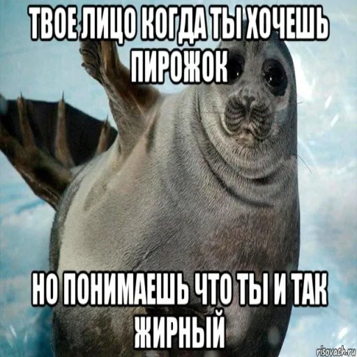 🦭 Стикер «Сексуальные ластоногие» для Telegram