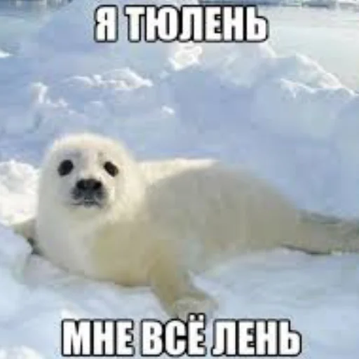 Стикерпак Сексуальные ластоногие для Telegram