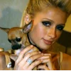 🐕 Эмодзи «lovepuppys» для Telegram