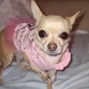 🐕 Эмодзи «lovepuppys» для Telegram