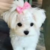🐕 Эмодзи «lovepuppys» для Telegram