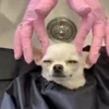 🐕 Эмодзи «lovepuppys» для Telegram