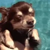 🐕 Эмодзи «lovepuppys» для Telegram