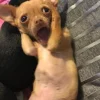 🐕 Эмодзи «lovepuppys» для Telegram